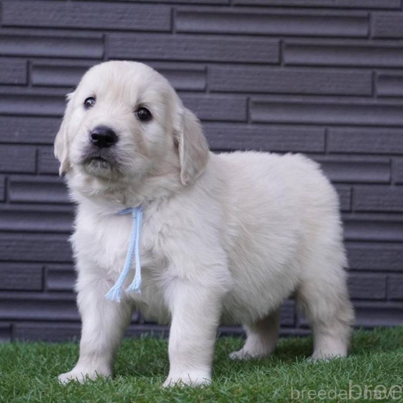 販売中の岐阜県のゴールデンレトリーバー-452890の4枚目