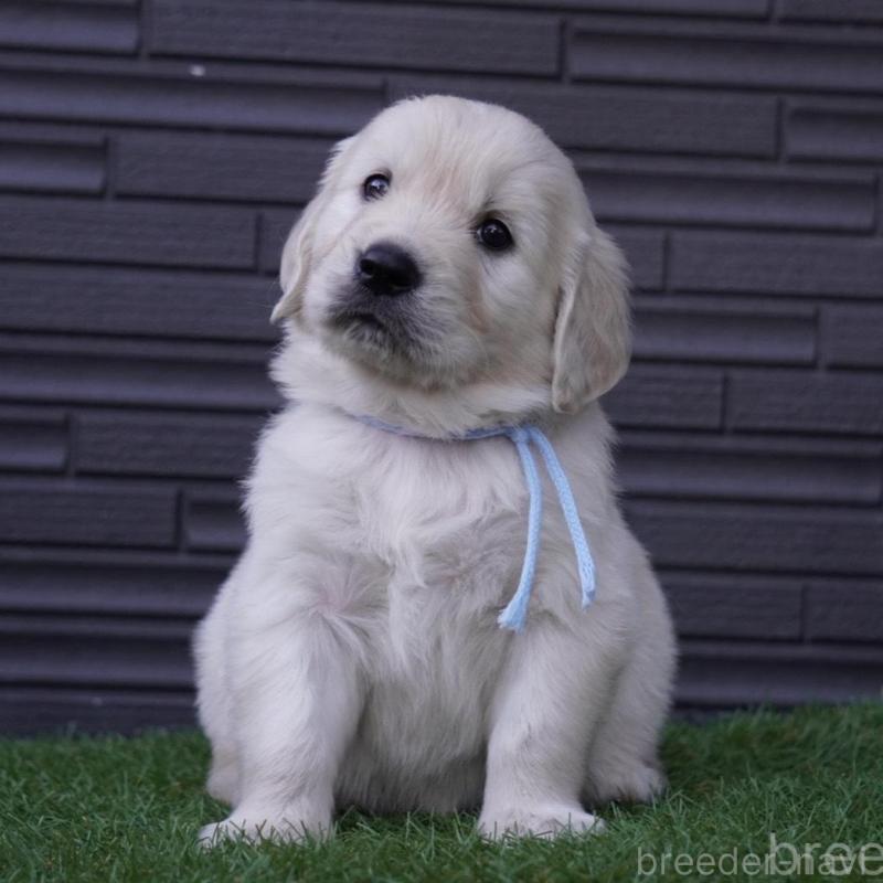 販売中の岐阜県のゴールデンレトリーバー-452890の3枚目