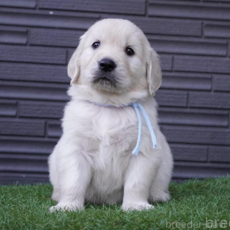 販売中の岐阜県のゴールデンレトリーバー-452890の2枚目