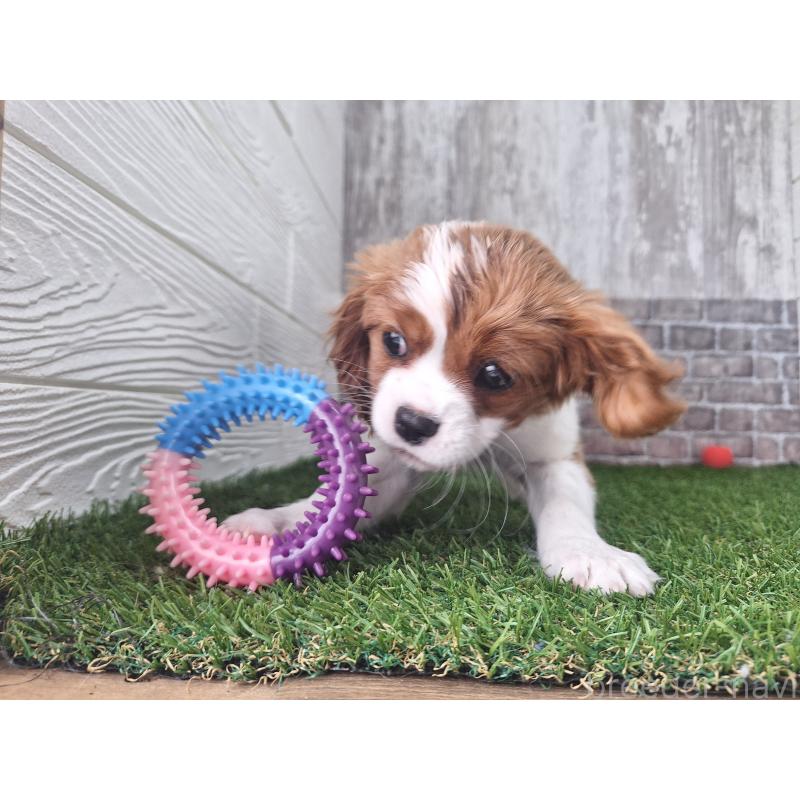 販売中の三重県のキャバリアキングチャールズスパニエル-443293の4枚目