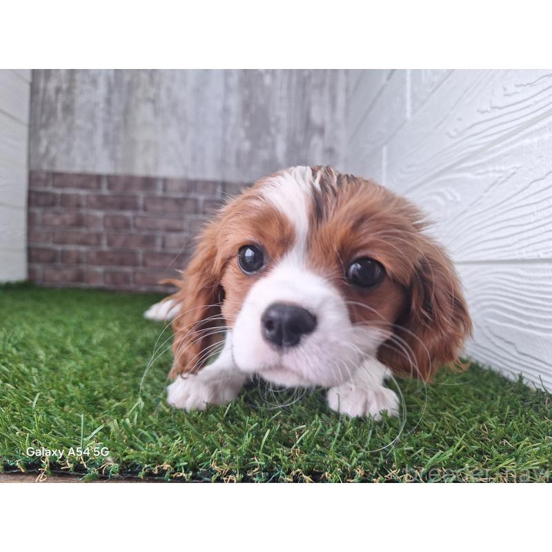 販売中の三重県のキャバリアキングチャールズスパニエル-443293の2枚目