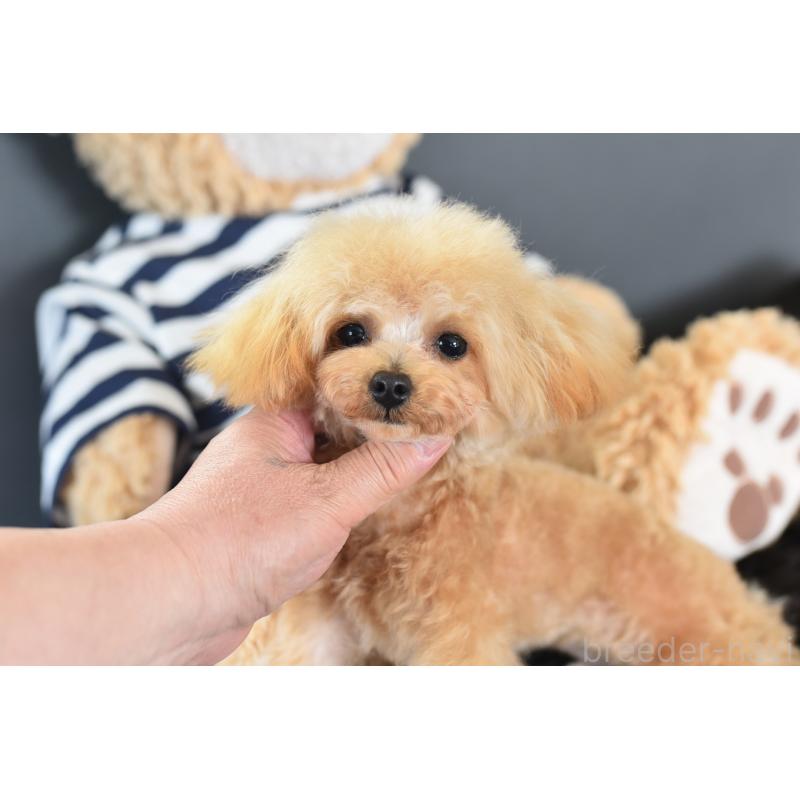 販売中の茨城県のティーカッププードル-413043の6枚目