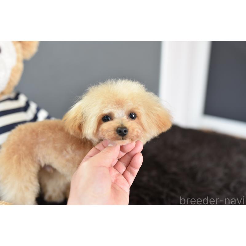 販売中の茨城県のティーカッププードル-413043の5枚目