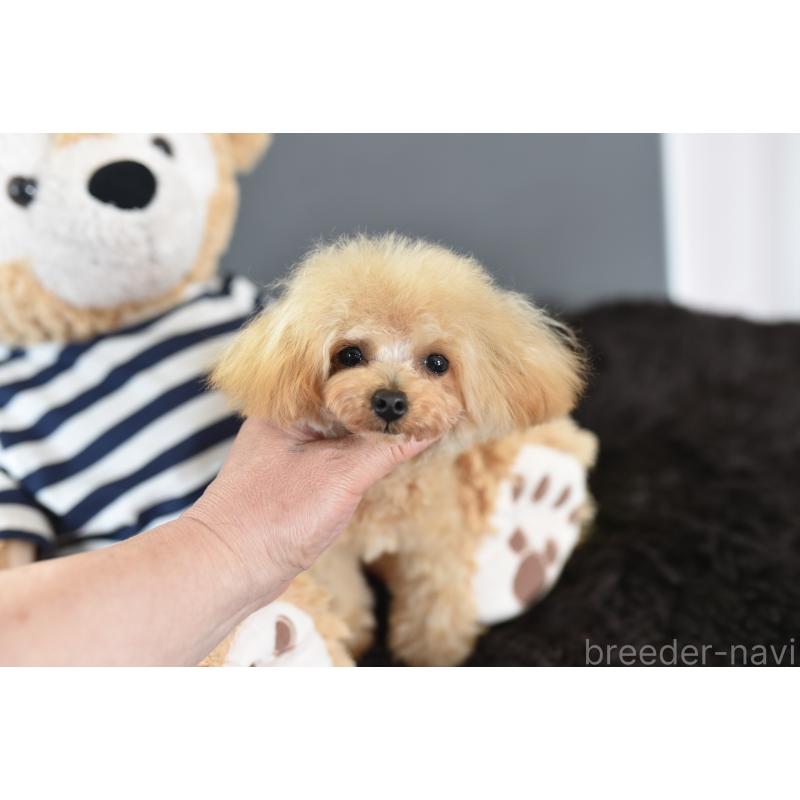 販売中の茨城県のティーカッププードル-413043の4枚目