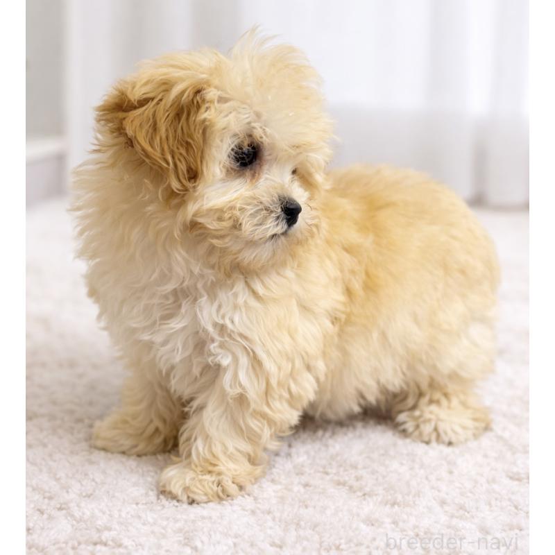 販売中の福岡県のミックス犬-445722の4枚目