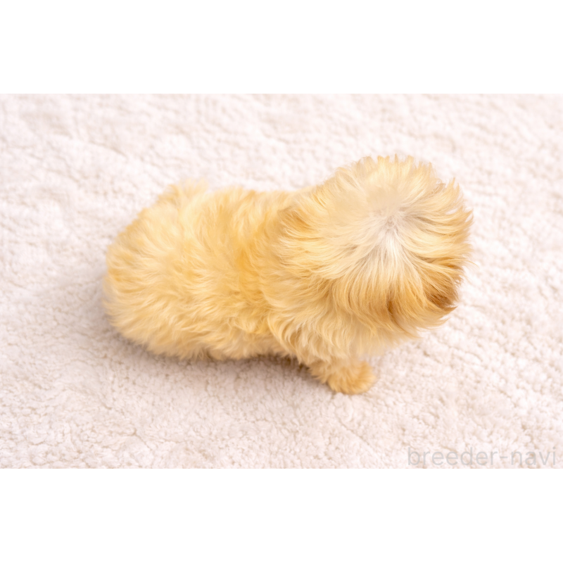 販売中の福岡県のミックス犬-445722の3枚目