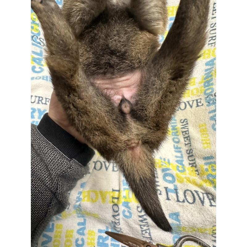 販売中の岡山県の柴犬-452892の8枚目