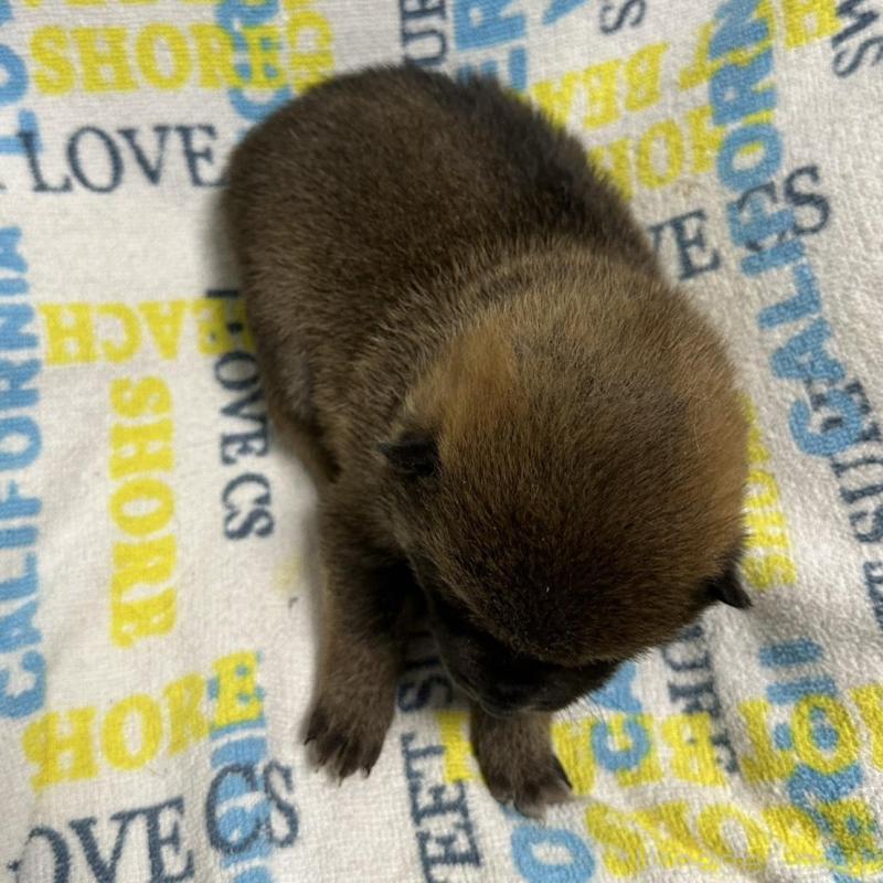 販売中の岡山県の柴犬-452892の7枚目