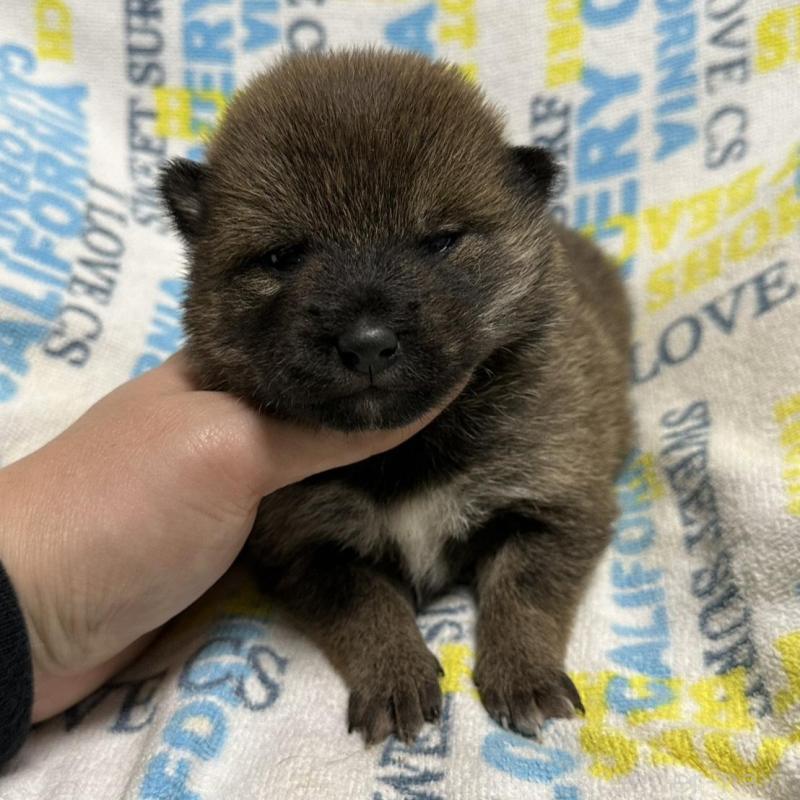 販売中の岡山県の柴犬-452892の6枚目