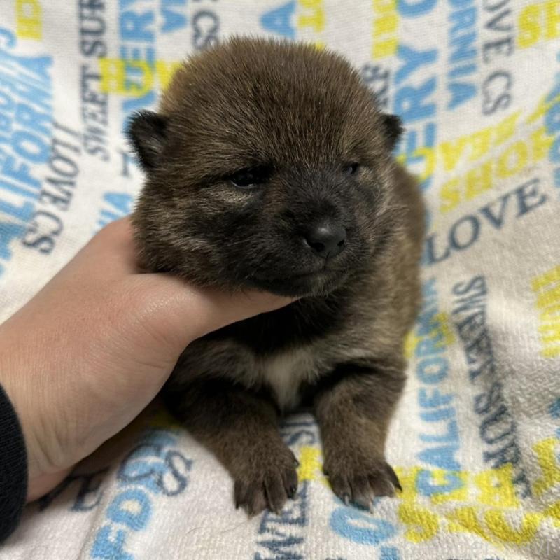 販売中の岡山県の柴犬-452892の5枚目