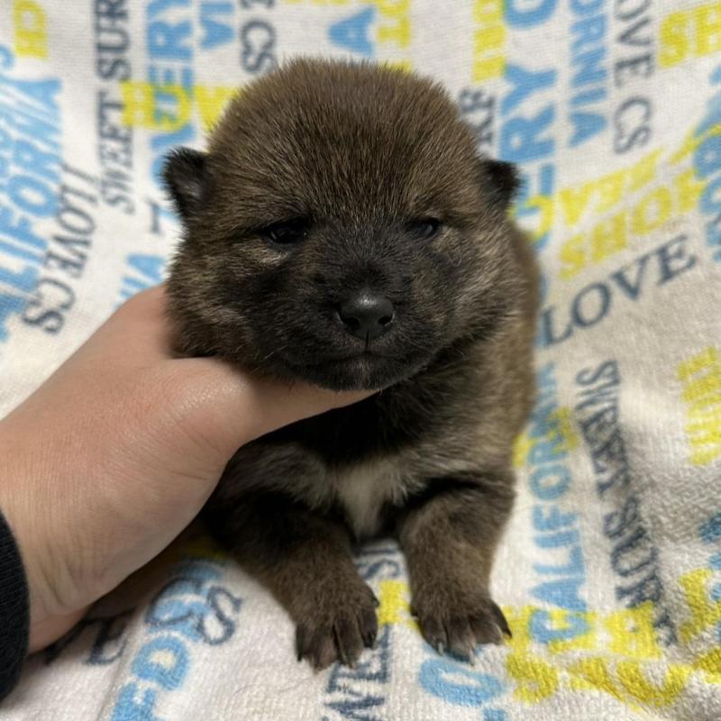 販売中の岡山県の柴犬-452892の4枚目