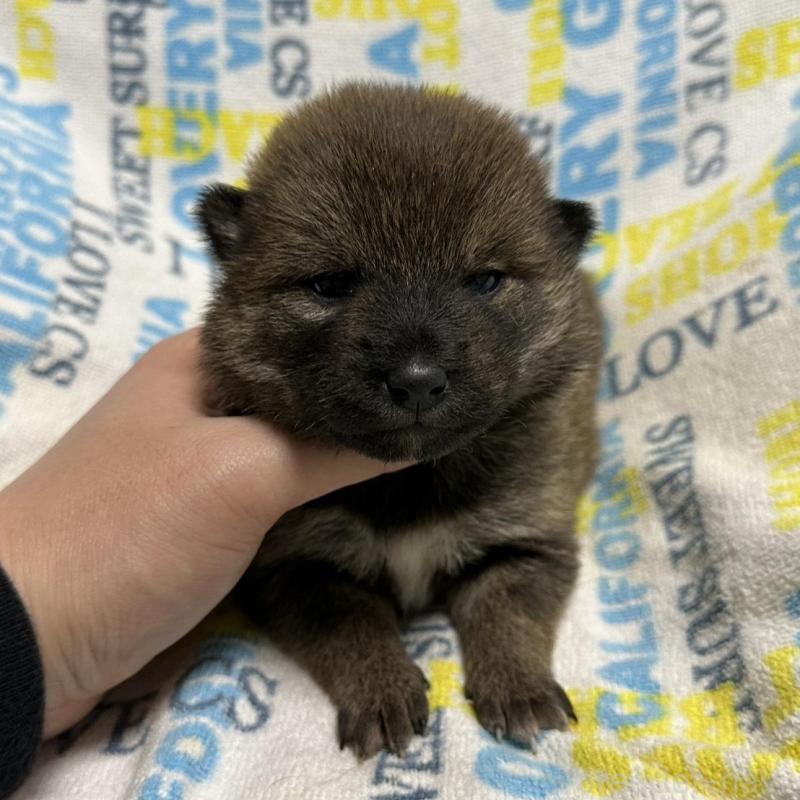 販売中の岡山県の柴犬-452892の3枚目