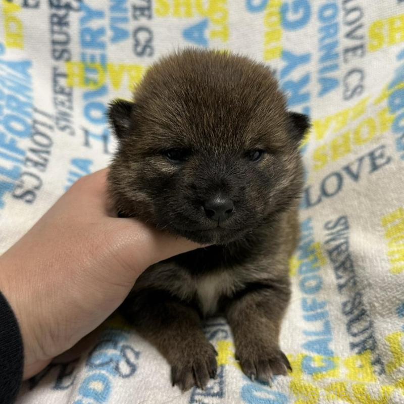 販売中の岡山県の柴犬-452892の2枚目