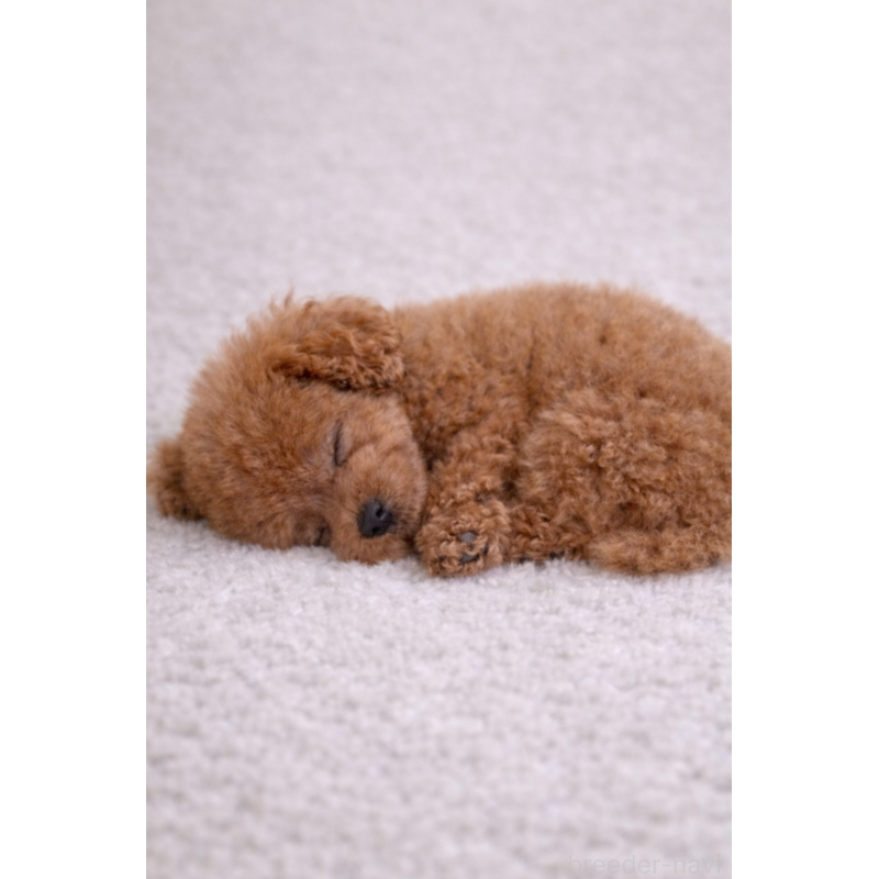 販売中の岩手県のタイニープードル-452893の3枚目