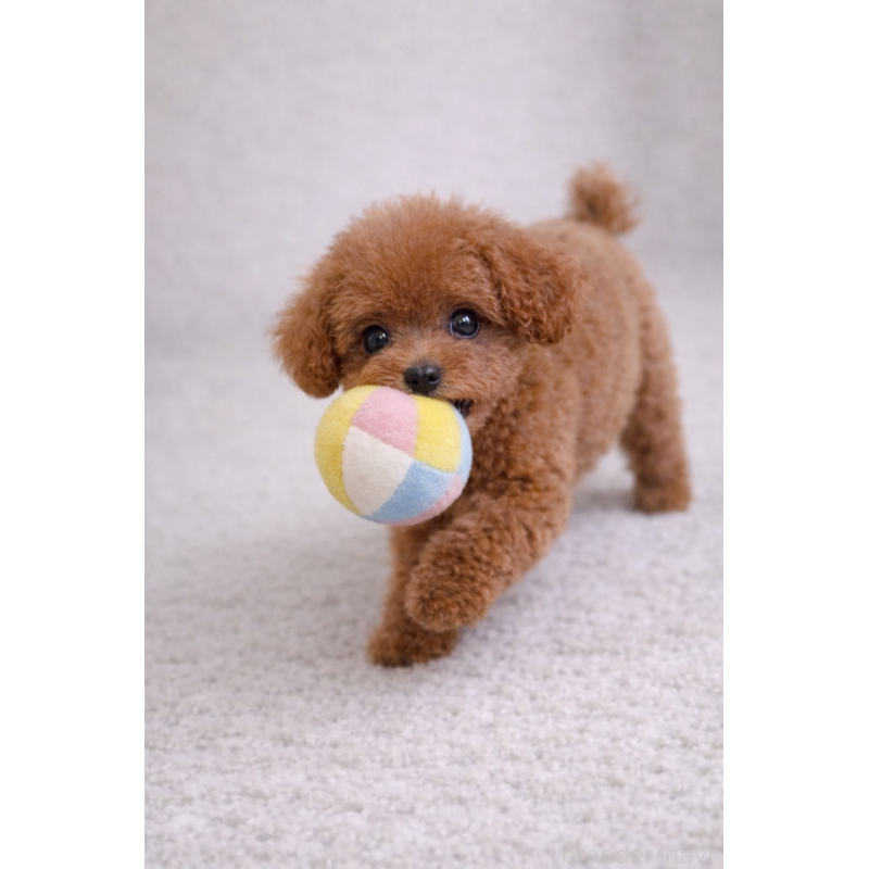 販売中の岩手県のタイニープードル-452893の2枚目