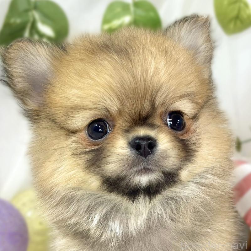 販売中の滋賀県のポメチワ:ポメラニアン×チワワ-451879