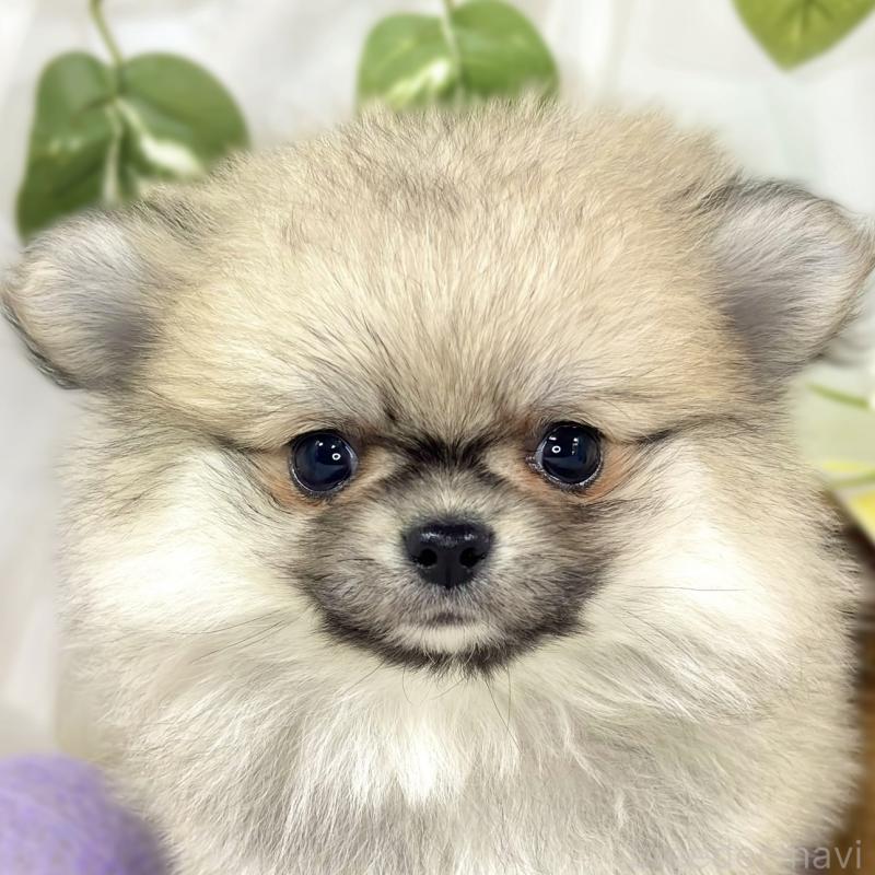 販売中の滋賀県のポメチワ:ポメラニアン×チワワ-451881