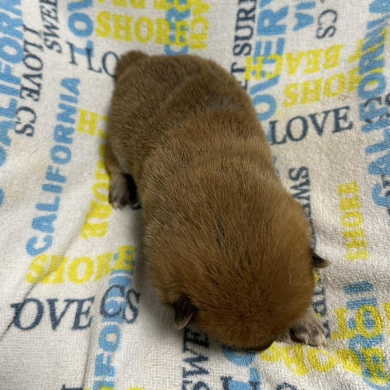 販売中の岡山県の柴犬-452894の7枚目