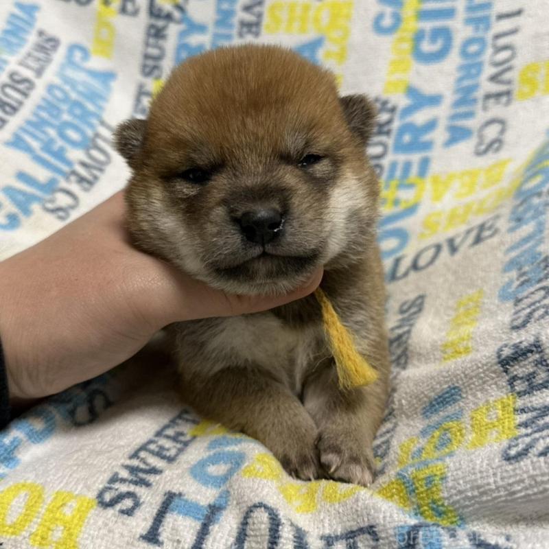 販売中の岡山県の柴犬-452894の6枚目