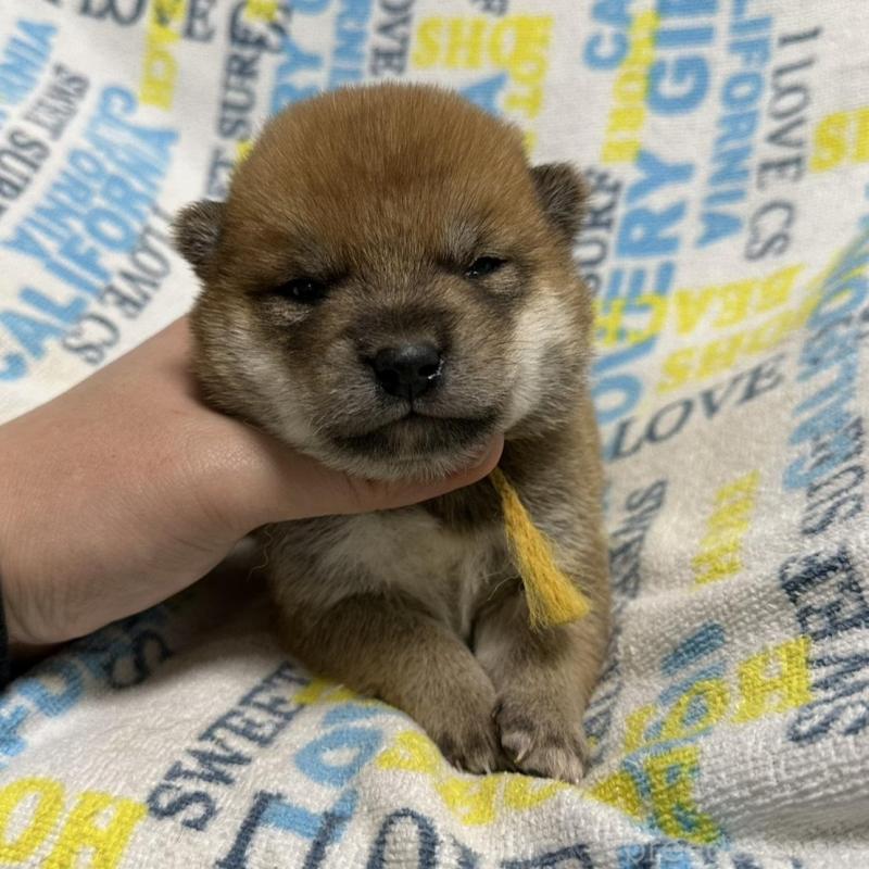 販売中の岡山県の柴犬-452894の5枚目