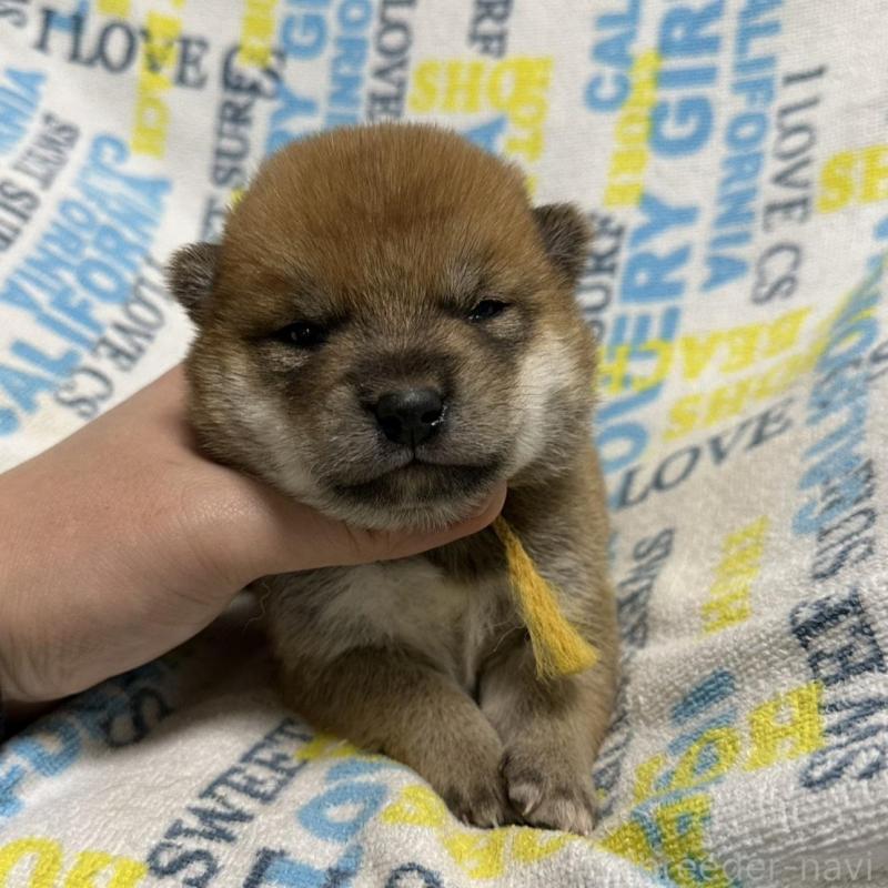 販売中の岡山県の柴犬-452894の4枚目