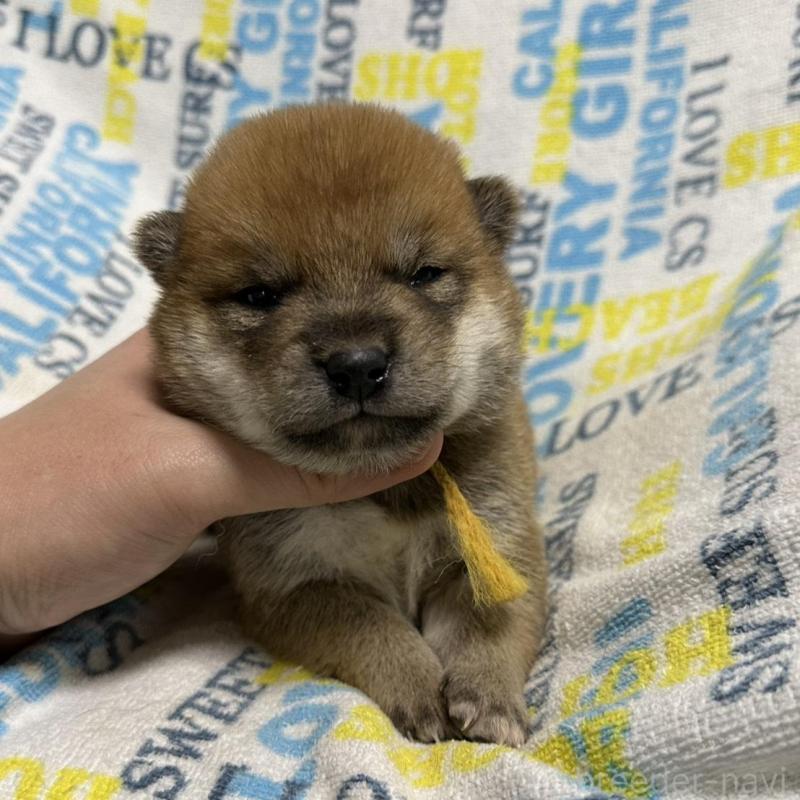 販売中の岡山県の柴犬-452894の3枚目