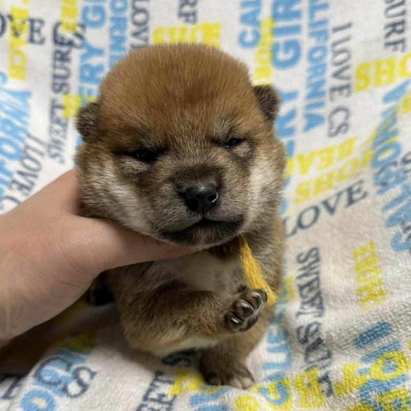 販売中の岡山県の柴犬-452894の2枚目