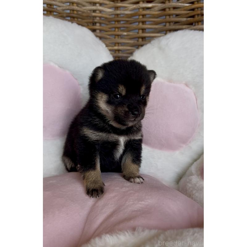 販売中の三重県の豆柴-452895の9枚目