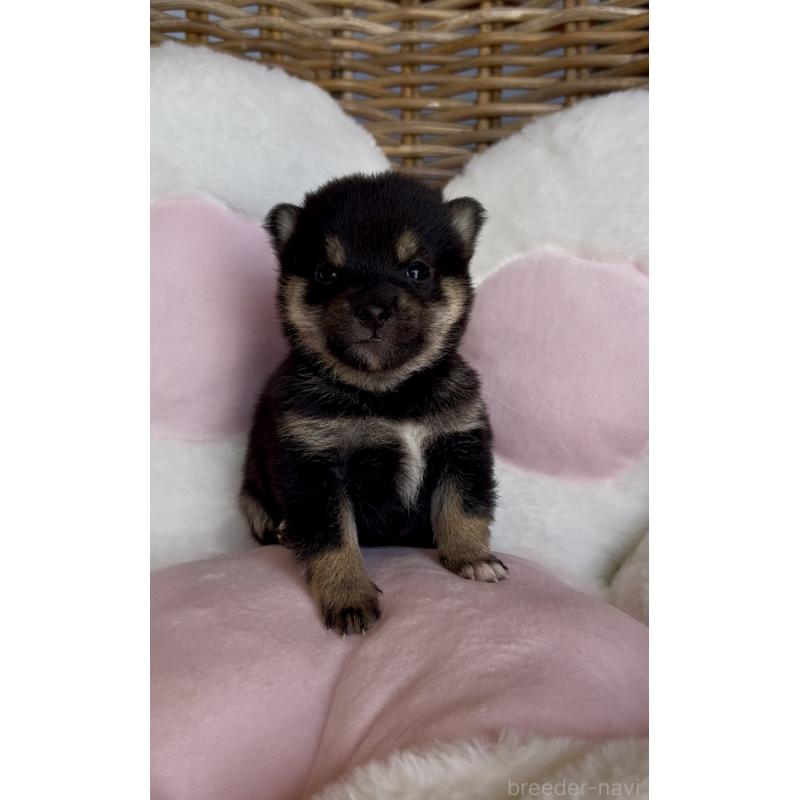 販売中の三重県の豆柴-452895の8枚目