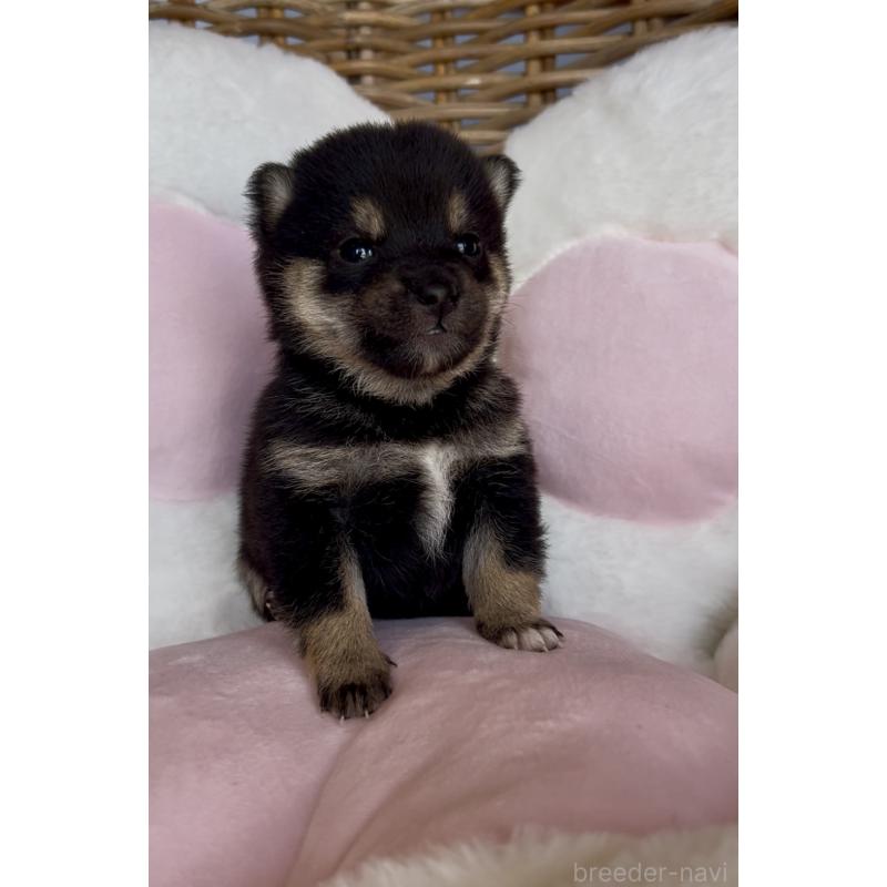 販売中の三重県の豆柴-452895の7枚目