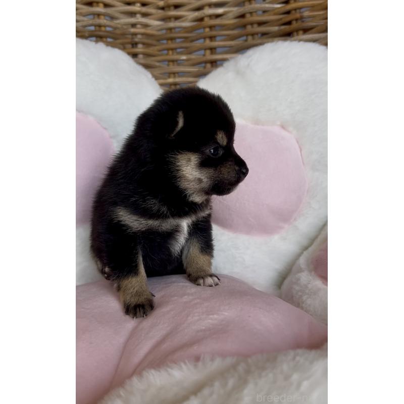 販売中の三重県の豆柴-452895の6枚目