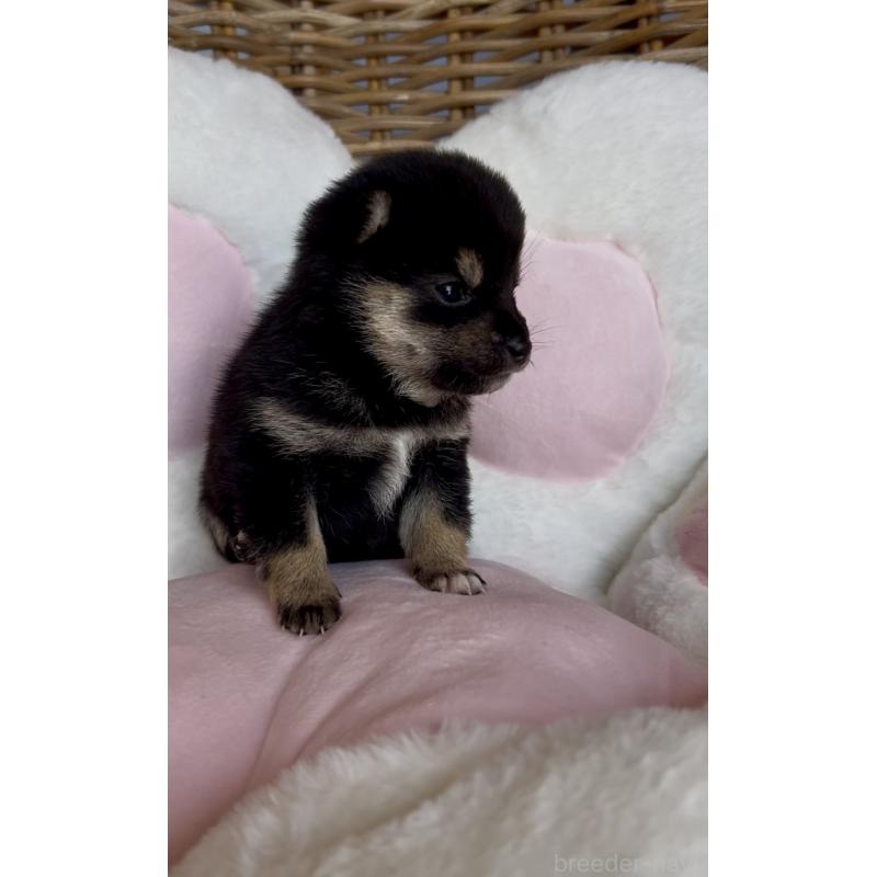 販売中の三重県の豆柴-452895の5枚目