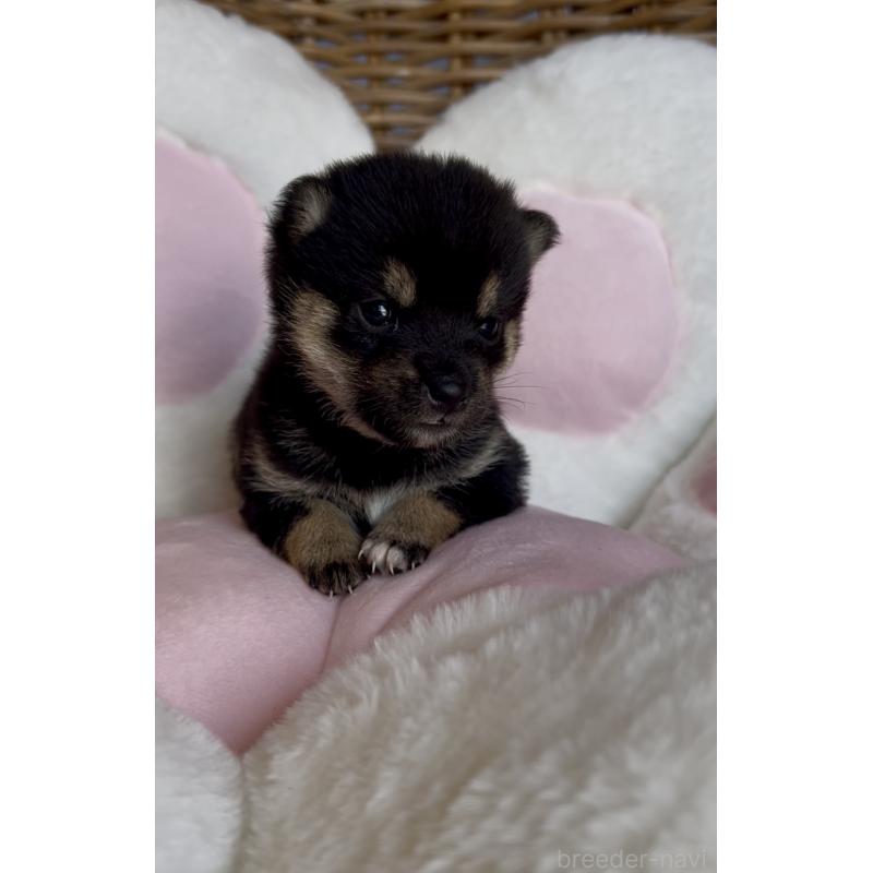 販売中の三重県の豆柴-452895の3枚目