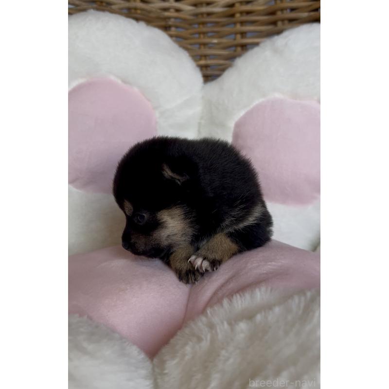 販売中の三重県の豆柴-452895の2枚目