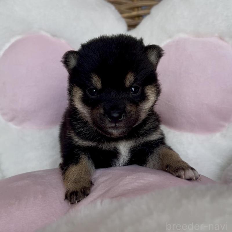 販売中の三重県の豆柴-452895