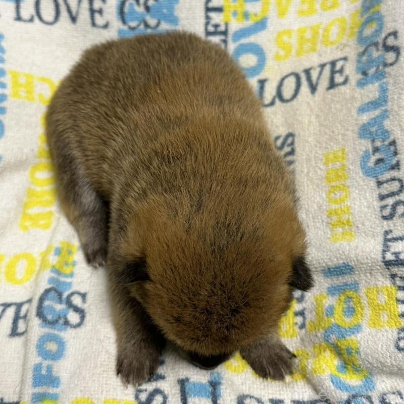 販売中の岡山県の柴犬-452896の6枚目