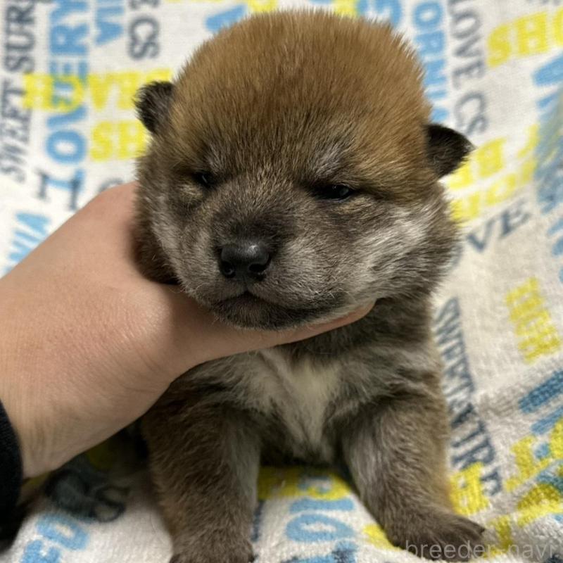 販売中の岡山県の柴犬-452896の5枚目