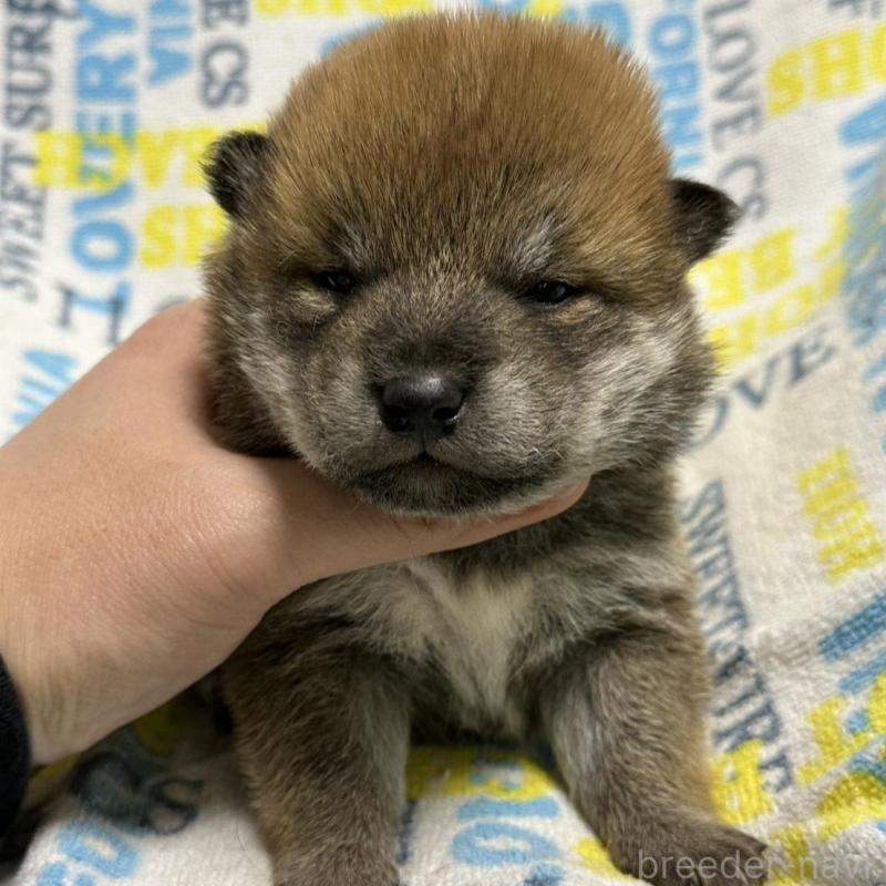 販売中の岡山県の柴犬-452896の3枚目