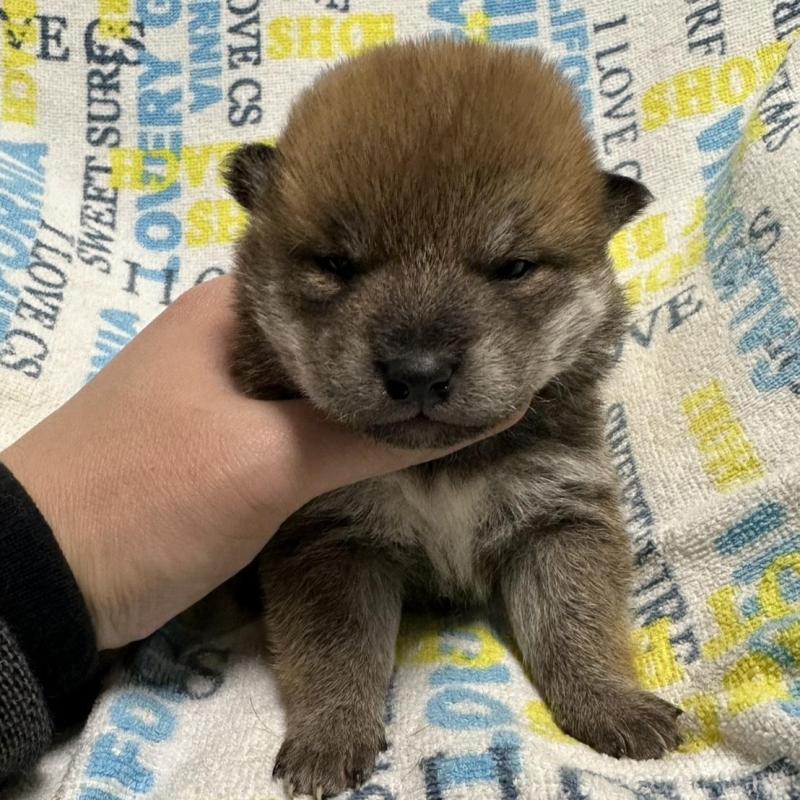 販売中の岡山県の柴犬-452896の2枚目