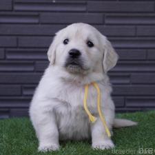 オンライン見学