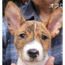 ♀︎バセンジー