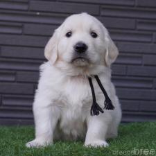 ♀︎ゴールデンレトリーバー