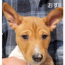 ♀︎バセンジー