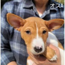 ♀︎バセンジー