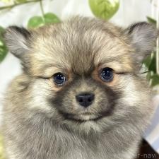 ♀︎ポメチワ:ポメラニアン×チワワ