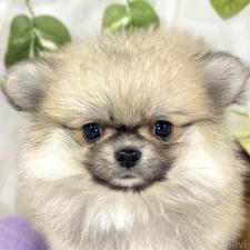 ♀︎ポメチワ:ポメラニアン×チワワ
