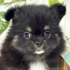 ♀︎ポメチワ:ポメラニアン×チワワ