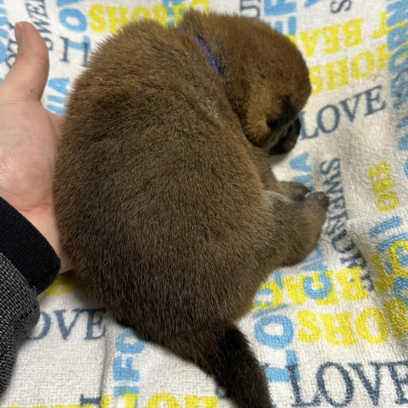 販売中の岡山県の柴犬-452897の8枚目