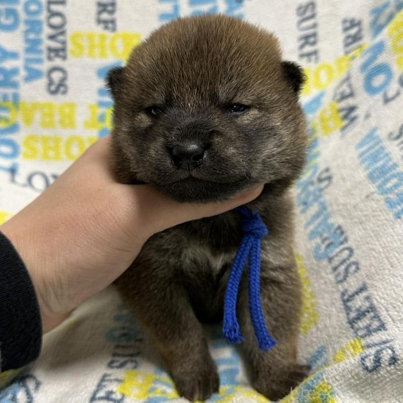 販売中の岡山県の柴犬-452897の7枚目