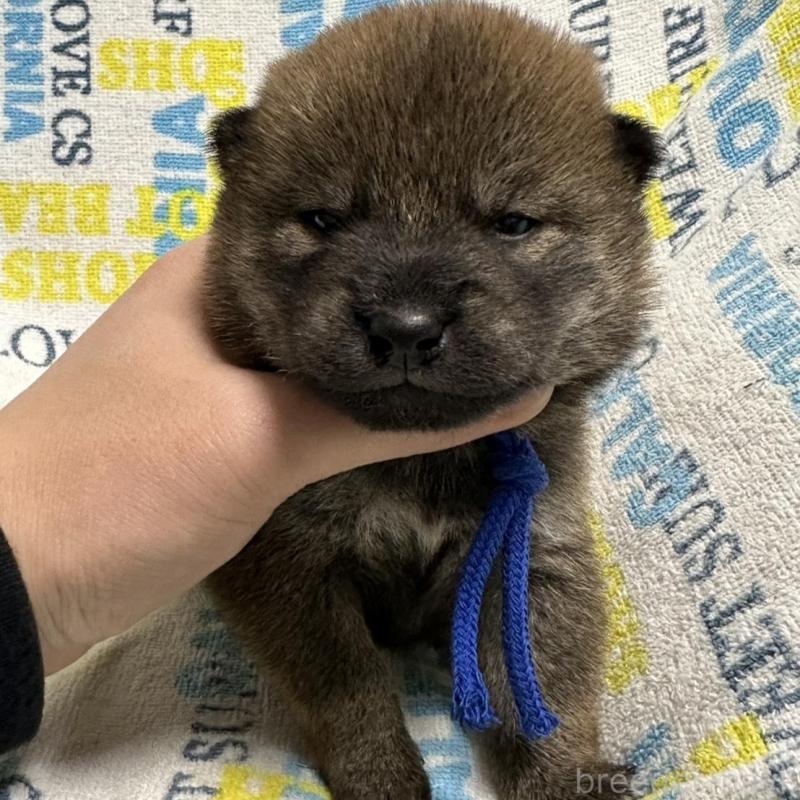 販売中の岡山県の柴犬-452897の6枚目